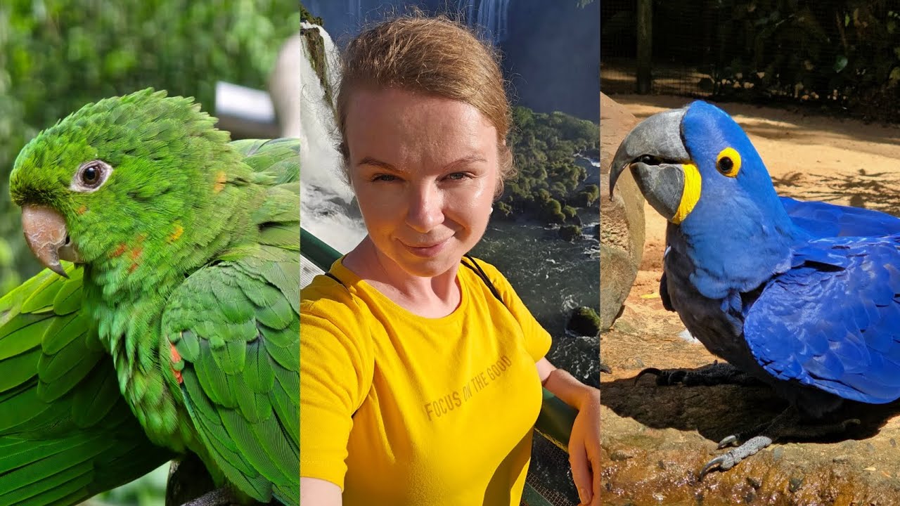 Я не ожидала ТАКОГО... Самый большой парк птиц в Латинской Америке.Parque das aves 🇧🇷#жизньвбразилии