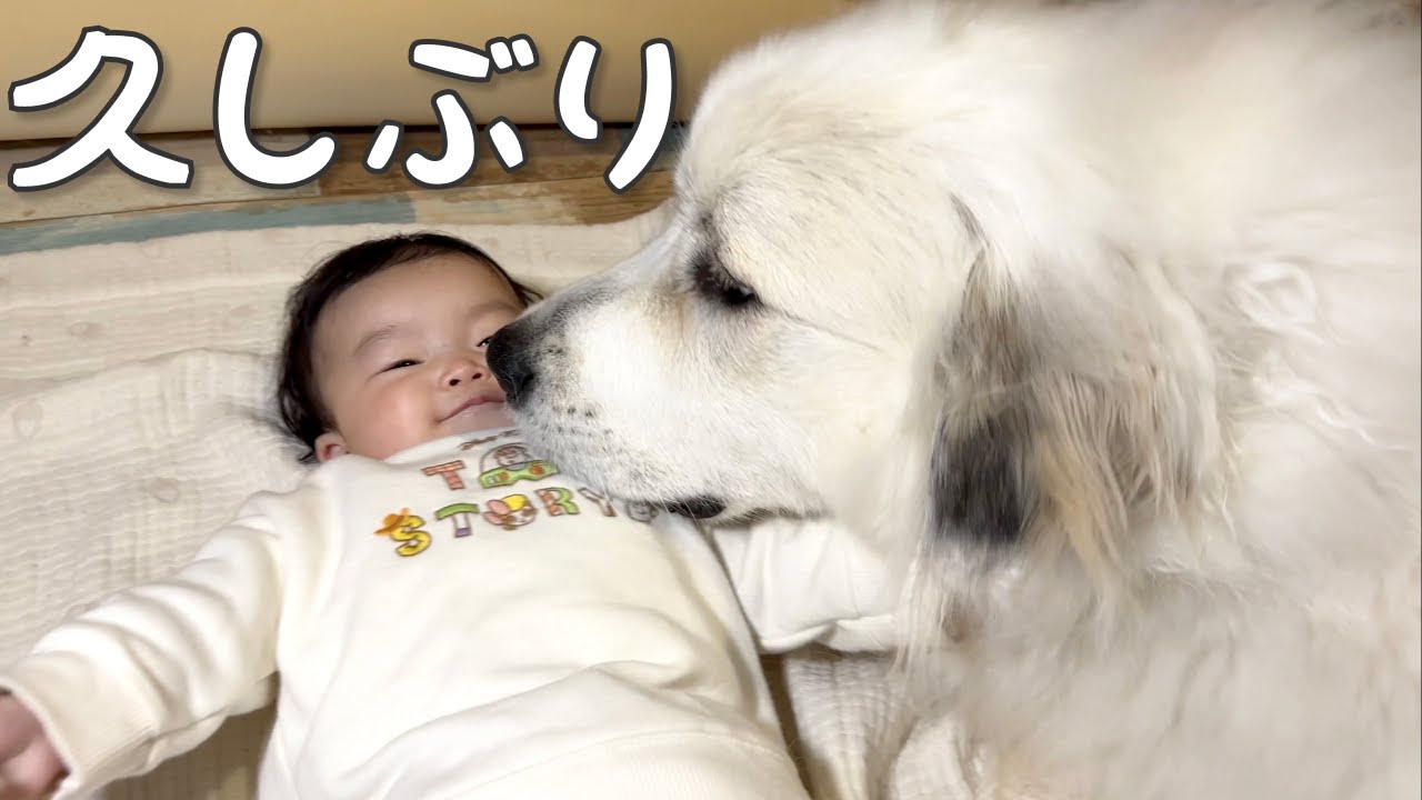 【再会】1週間ぶりに会った妹に甘える超大型犬が可愛すぎる｜グレートピレニーズ