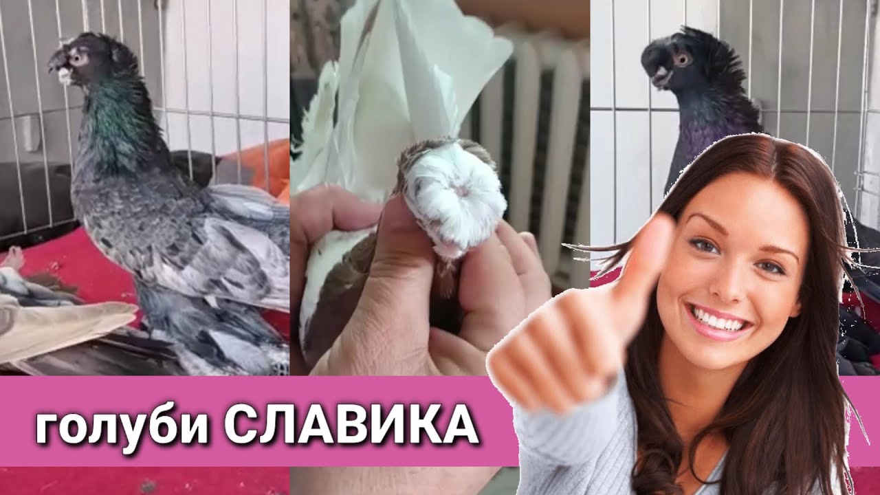Голуби СЛАВИКА шикарные. Узбекские двухчубые голуби. Капкан. Челкарь. Жук. Tauben. Pigeons