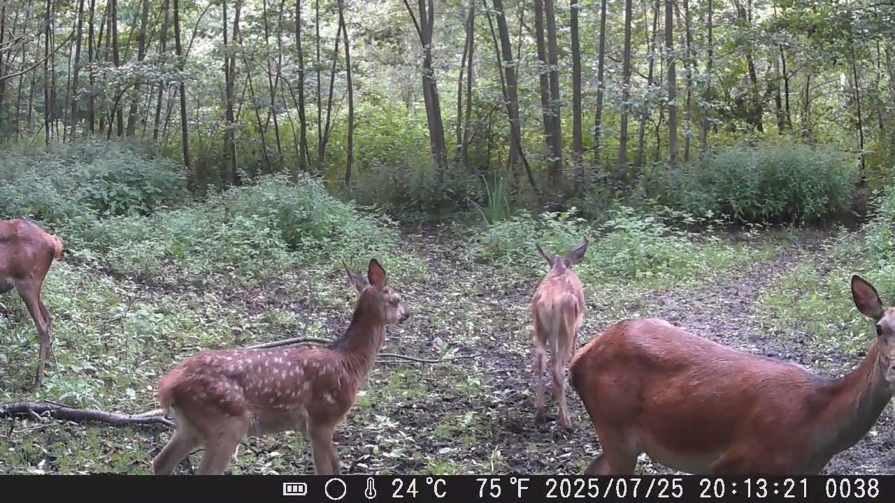 CHMARA Z MŁODYMI!!DEERS !! #fotopułapka #deer #zwierzaki #wildlife #las #nature #animals #hunting 