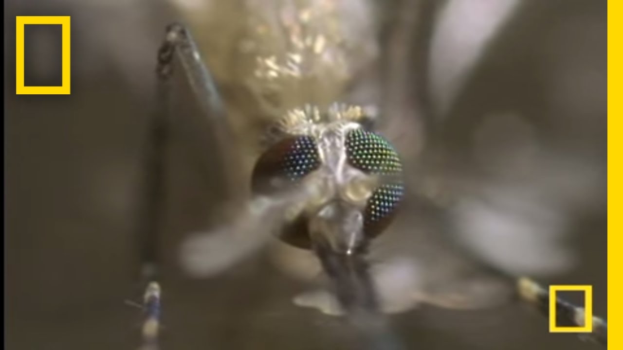 The Mosquito | National Geographic