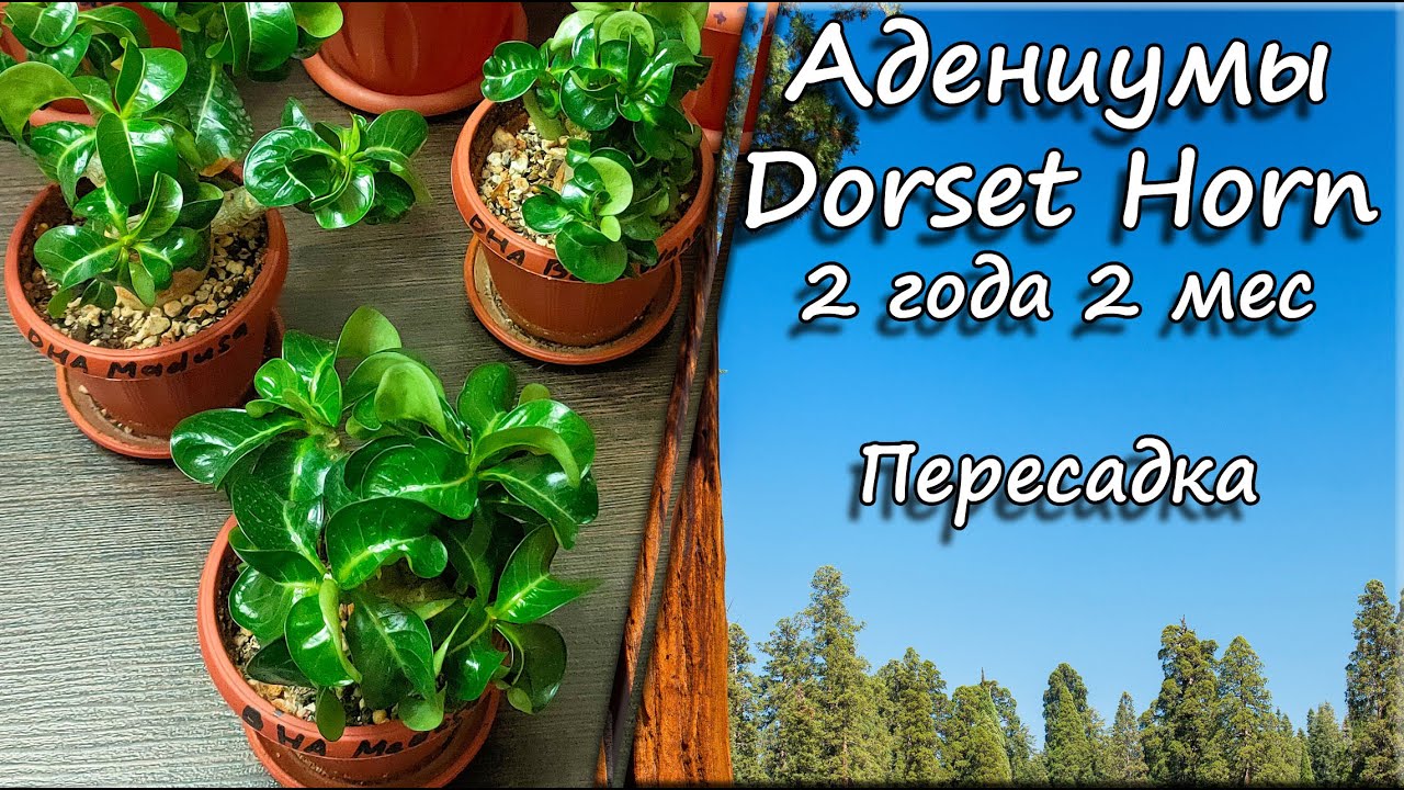 Адениумы Dorset Horn. 2 года 2 месяца. Пересадка