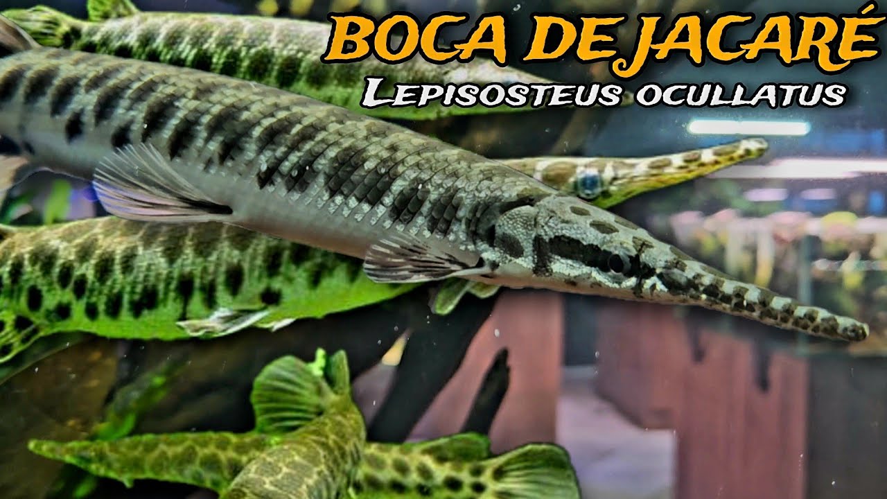 PEIXE BOCA DE JACARÉ (LEPISOSTEUS OCULLATUS) - O QUE VOCÊ PRECISA SABER