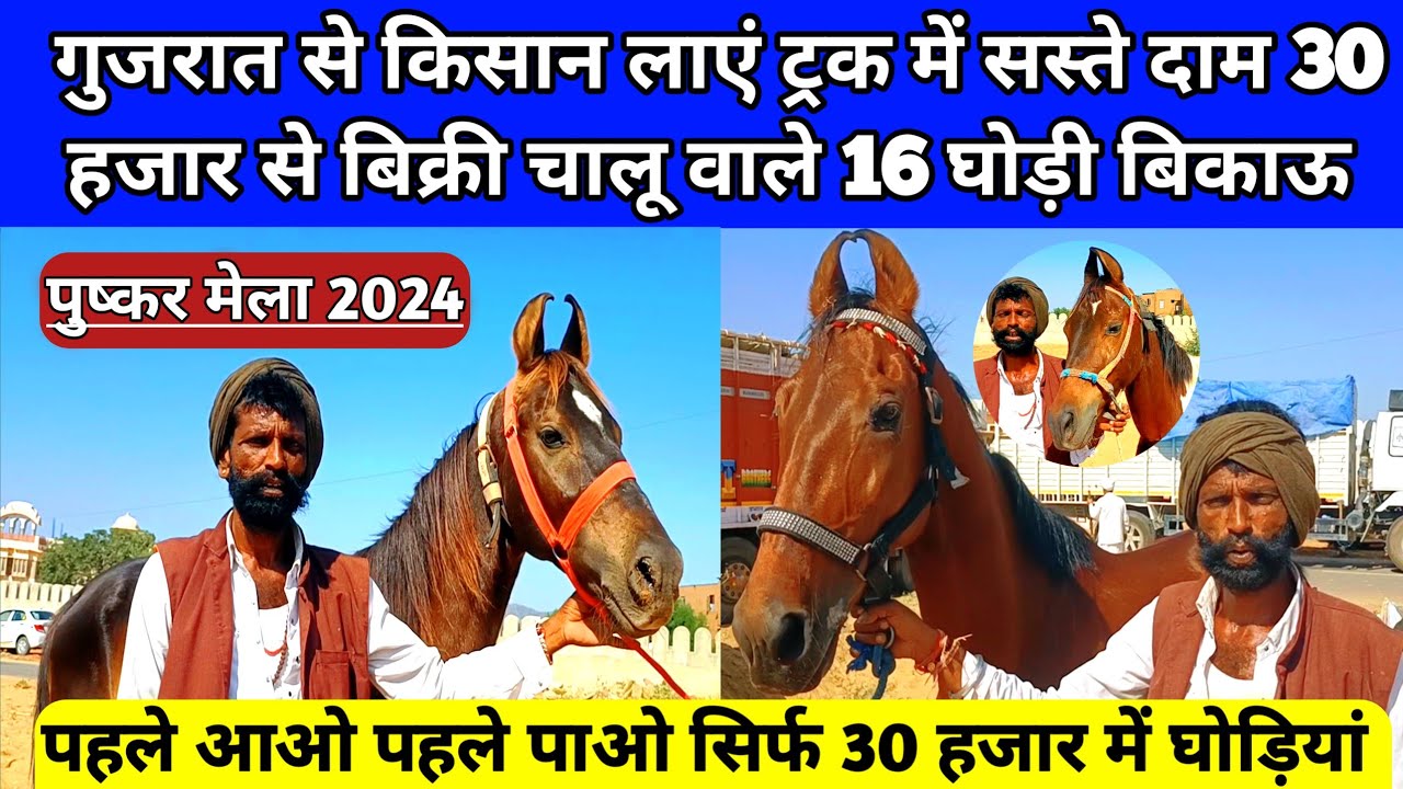 गुजरात से लाएं ट्रक में सस्ते 30 हजार से बिक्री शुरू वाली 16 घोड़ी बिकाऊ। Pushkar horse Mela 2024।