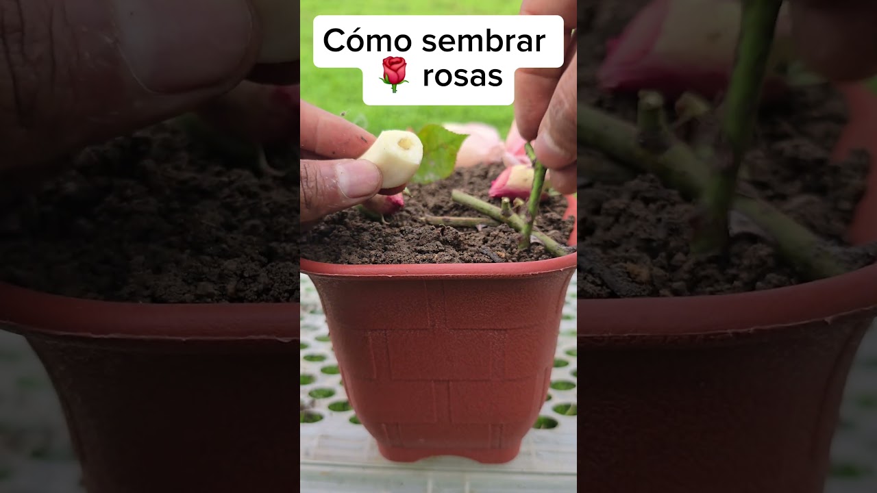C&oacute;mo sembrar rosas a partir de ramas o estacas #plantas #jardin #agricultura