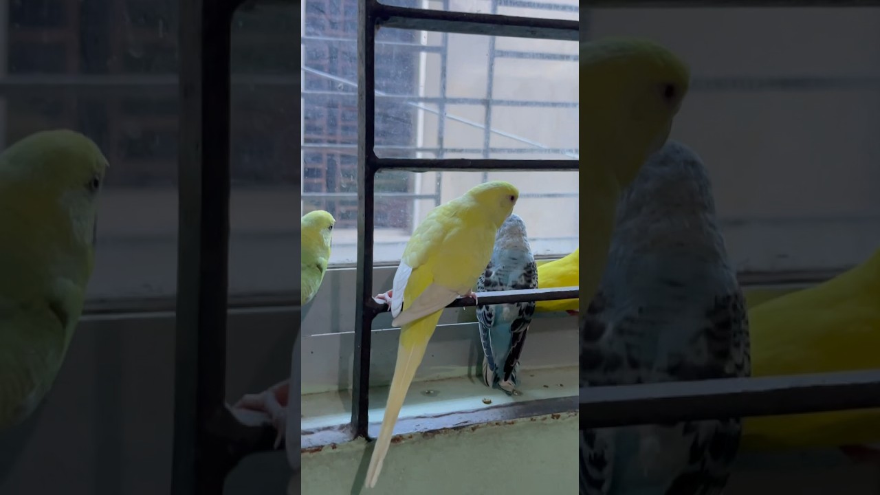 Birds #hindi #movie #parrot #bird #song