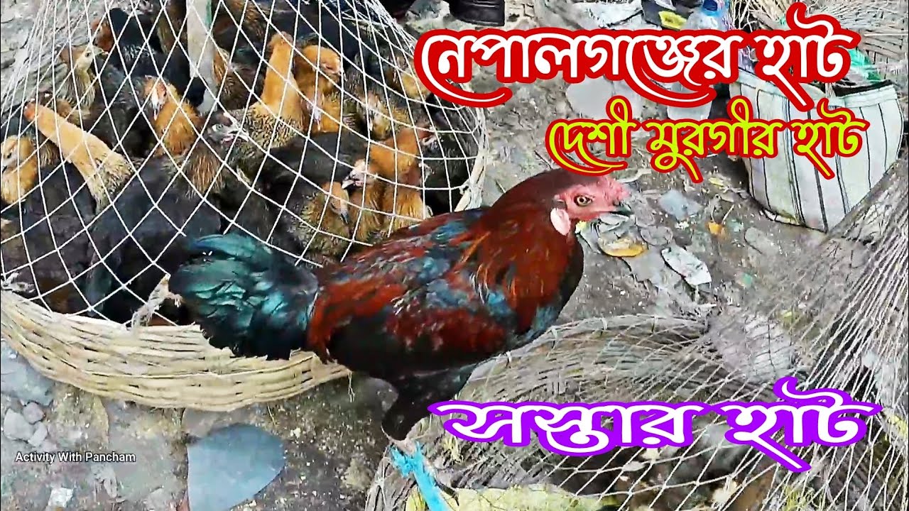 দেশী মুরগীর হাট || নেপালগঞ্জের হাট || সস্তার হাট || গ্রামের হাট নেপালগঞ্জ || অনেক বড়ো হাট
