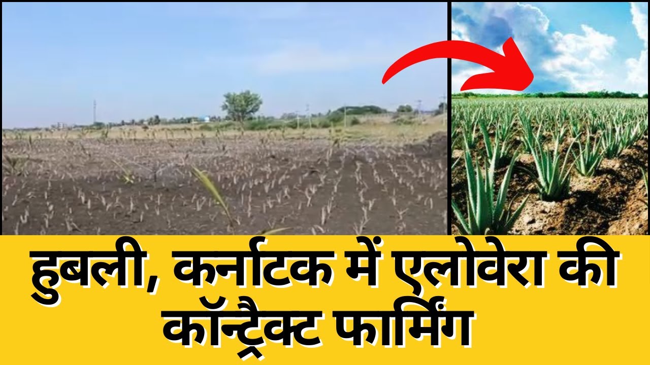 Aloe Vera Contract Farming in Karnataka | Maatitatva Agro 9926737767 | हुबली में एलोवेरा की खेती
