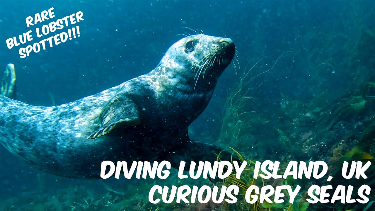 Diving Lundy Island, UK - Very Curious Grey Seals with a Rare Blue Lobster!
