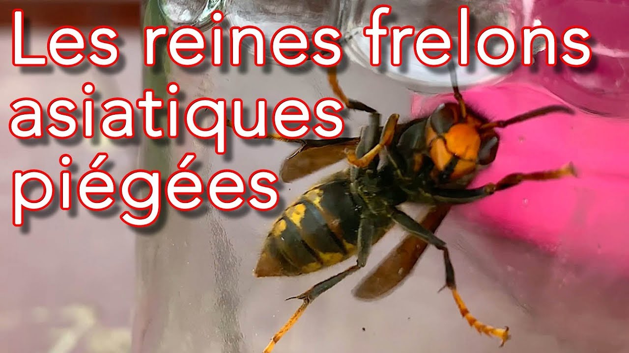 Les reines frelons asiatiques piégées