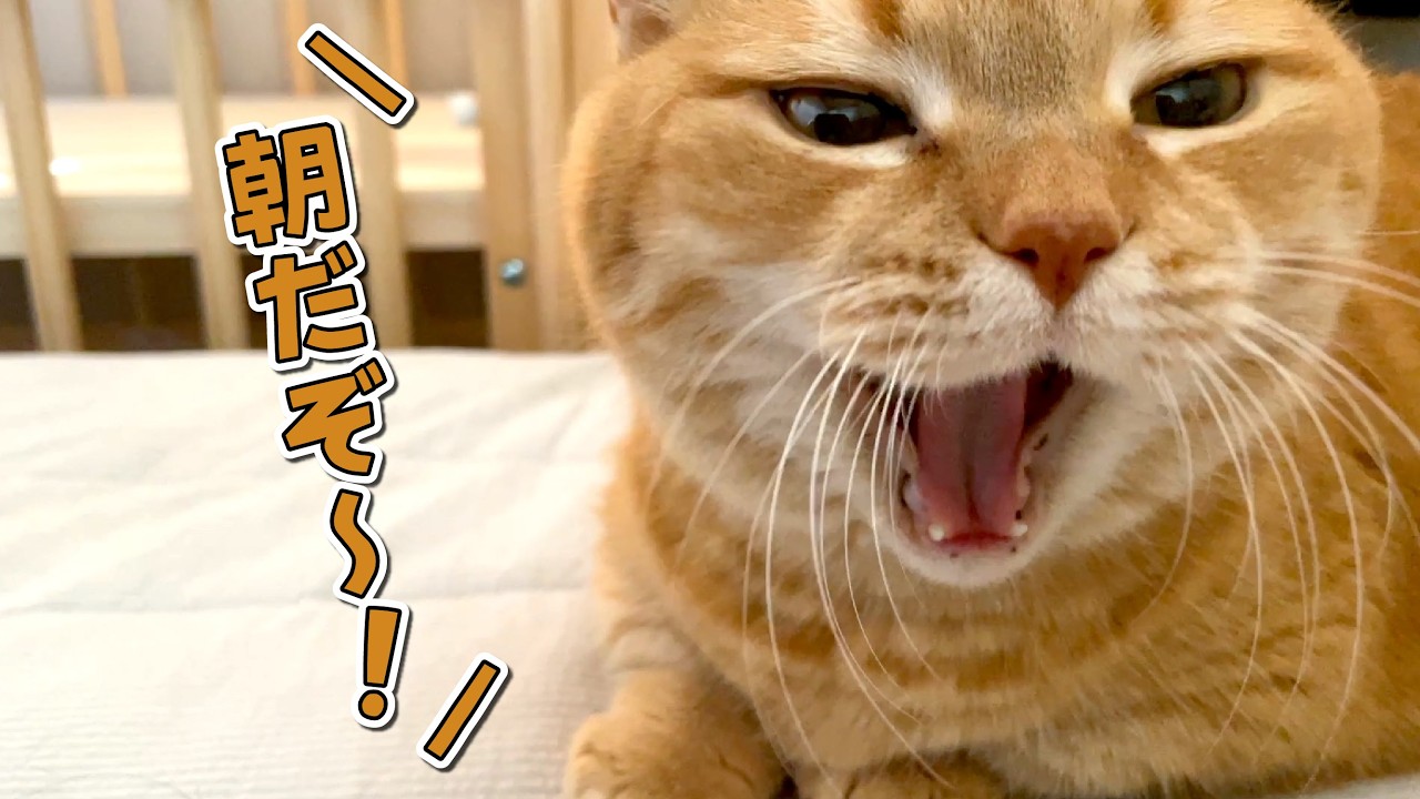 誰よりも早起きな愛猫に起こされて困ってます&hellip;