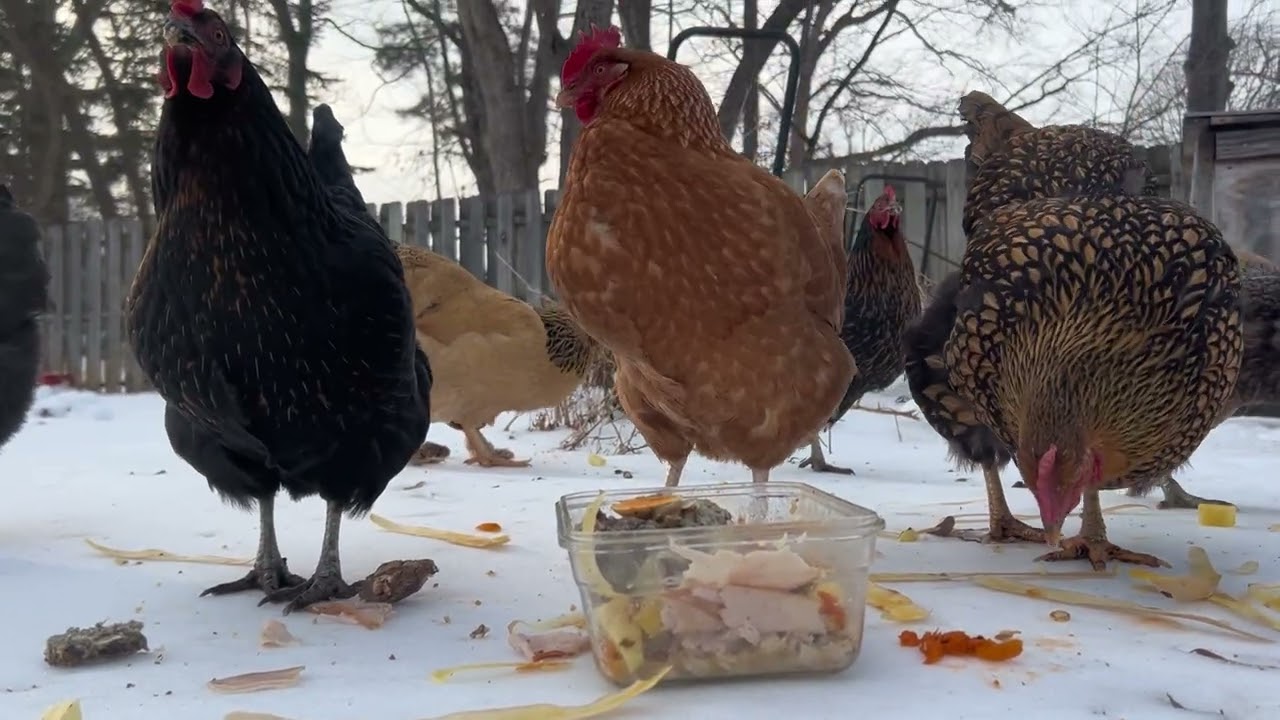 Winter Feeding the Chickens on Ice. 