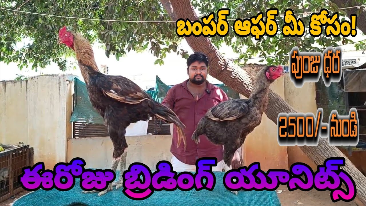 డబుల్ బాడీ పుంజులు @S K N Vlogs