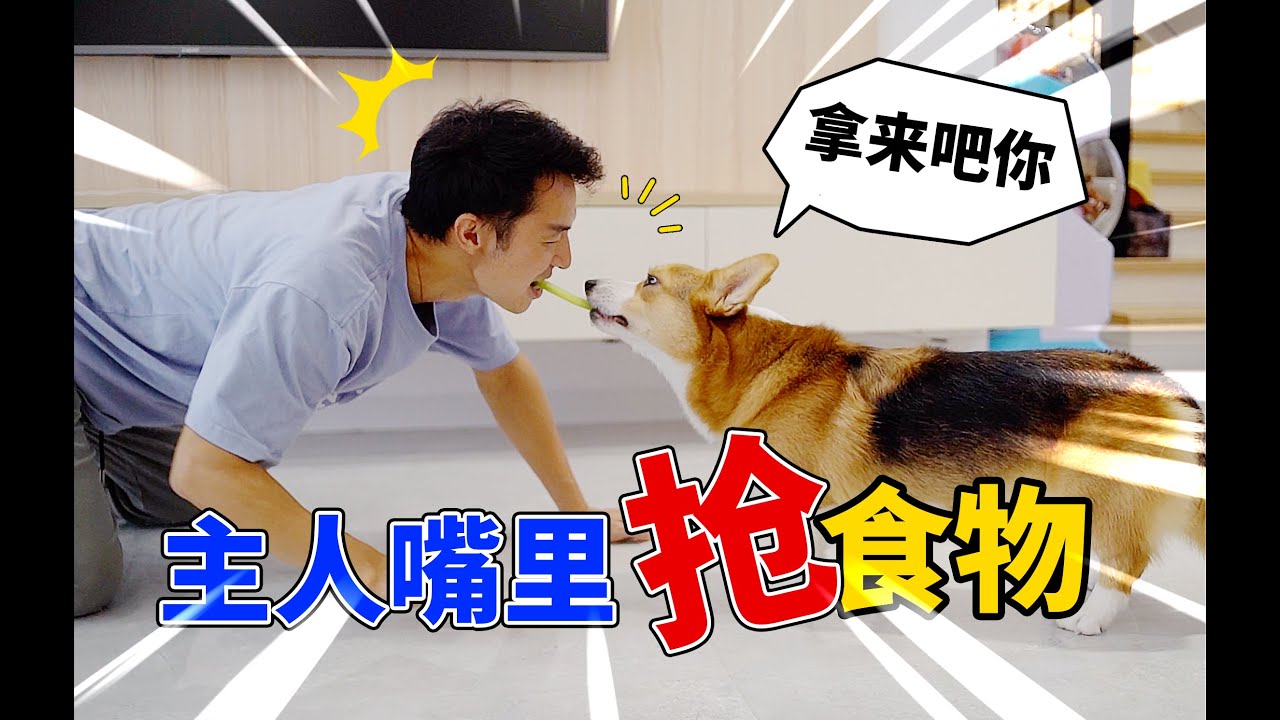 狗狗敢不敢抢主人嘴里的食物，这简直是个送命题〡 小短腿Duby