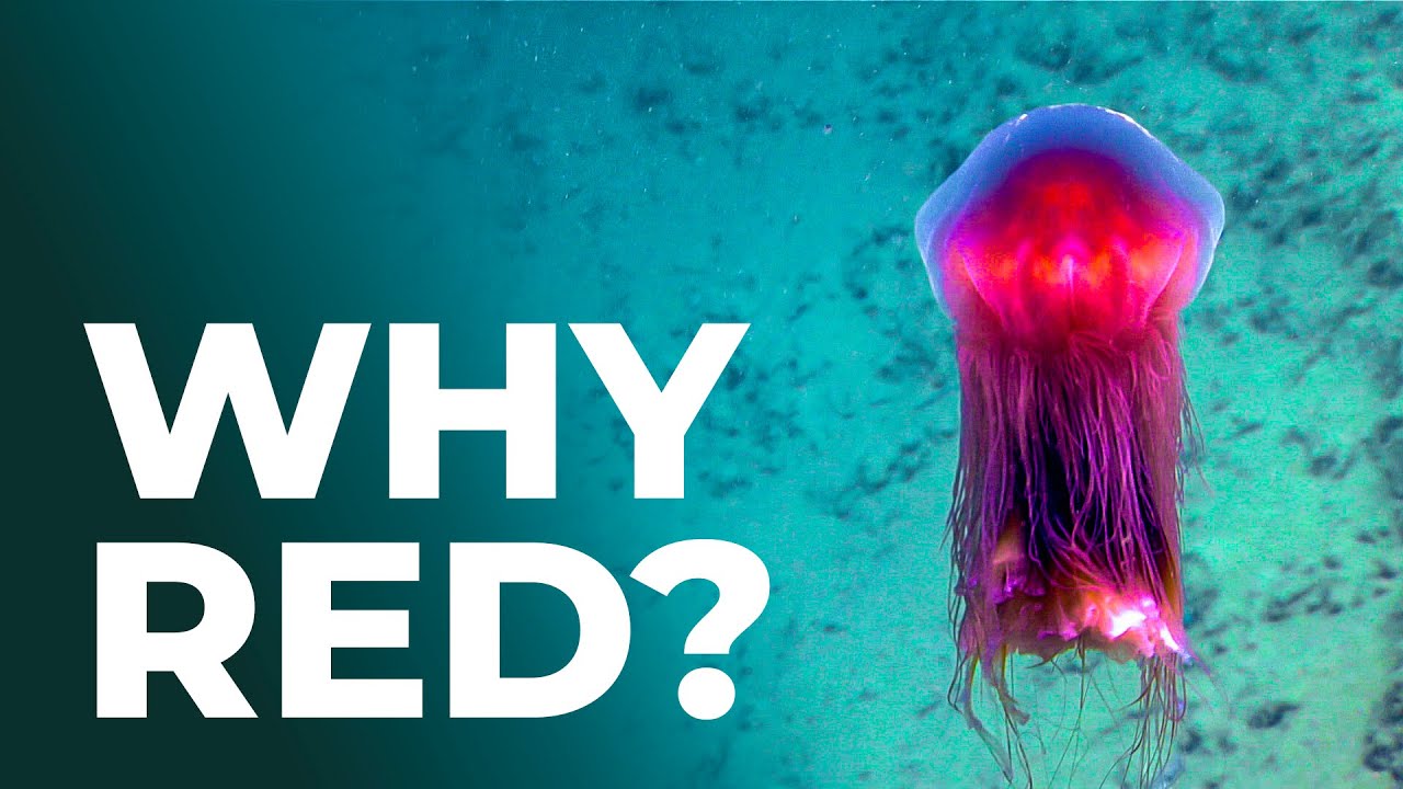 Why So Many Deep-Sea Animals Are Red | Secrets of Ocean Survival