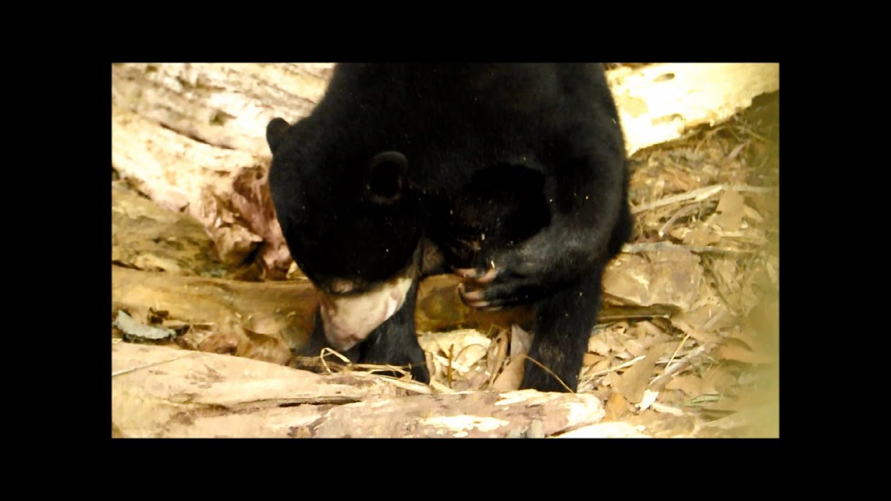 Sun Bear Diet | Sunbearo Feeds On Beetles One Of His Favourite Foods | BSBCC