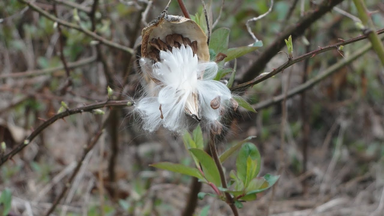 Testing the Sony Cybershot DSC-H20 Point & Shoot Camera