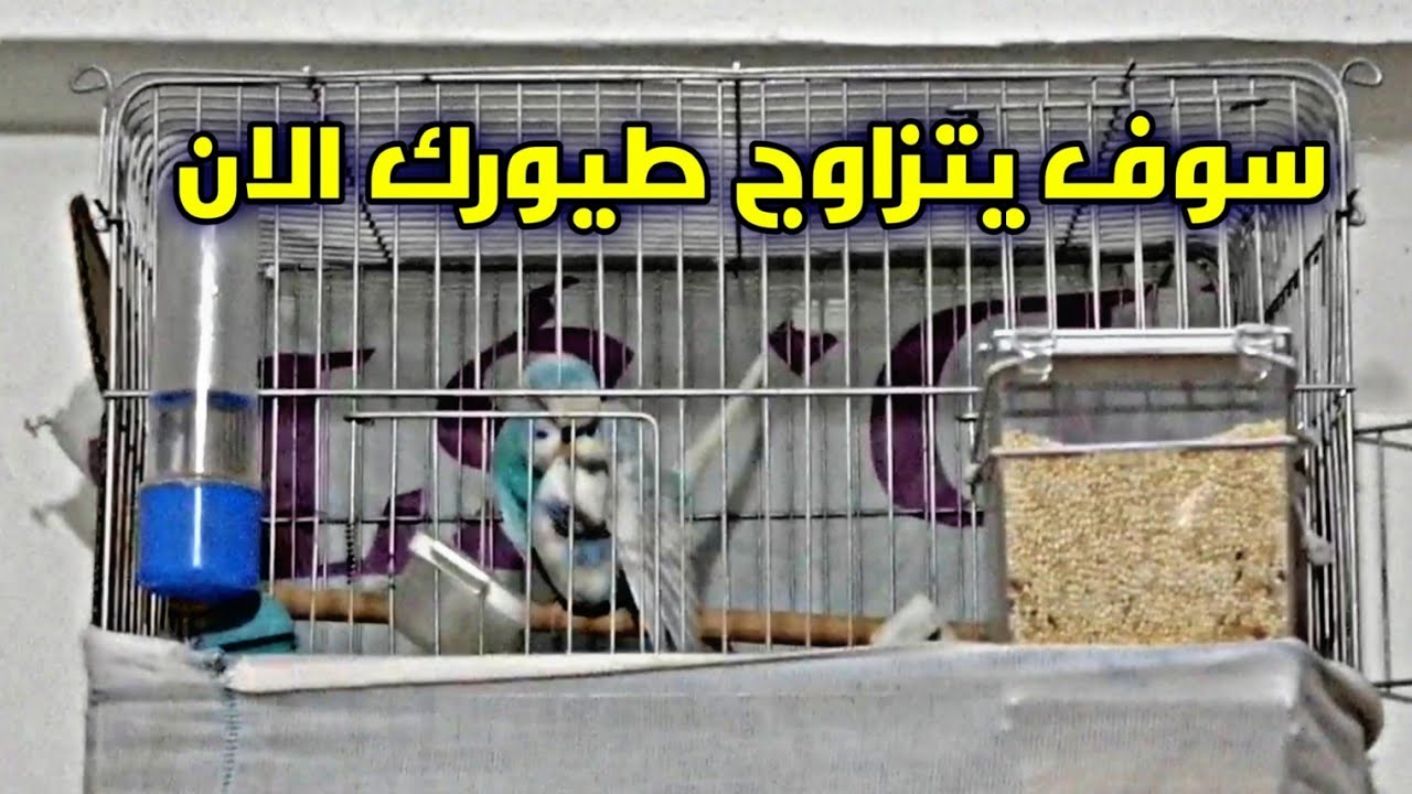 صوت تزاوج طيور البادجي🎵وتحفيزها على التزاوج♥️فعال 100%