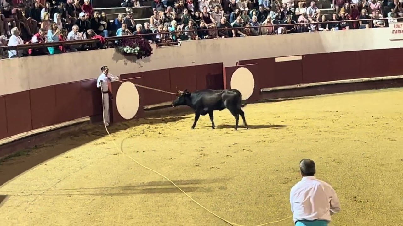Spectacle de vachettes landaise aux arènes de Mimizan Plage.