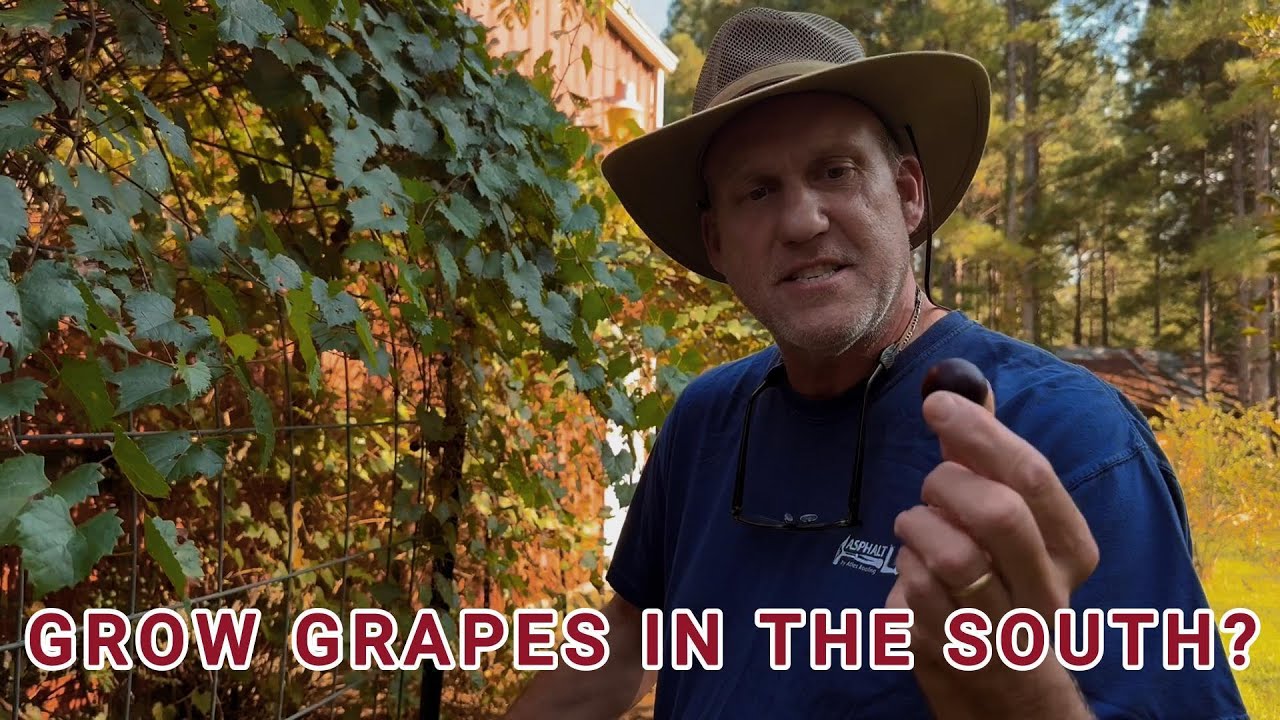 Grow Grapes in the South? #homestead #grape #youtube