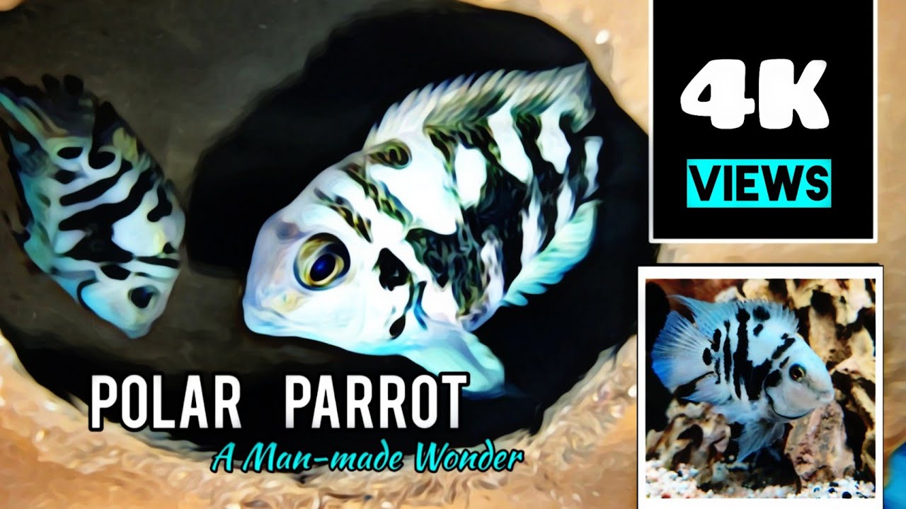 Polar Blue Parrot (Everything about Polar Parrot) || Polar Parrot Series || Part - 01 (Tamil)