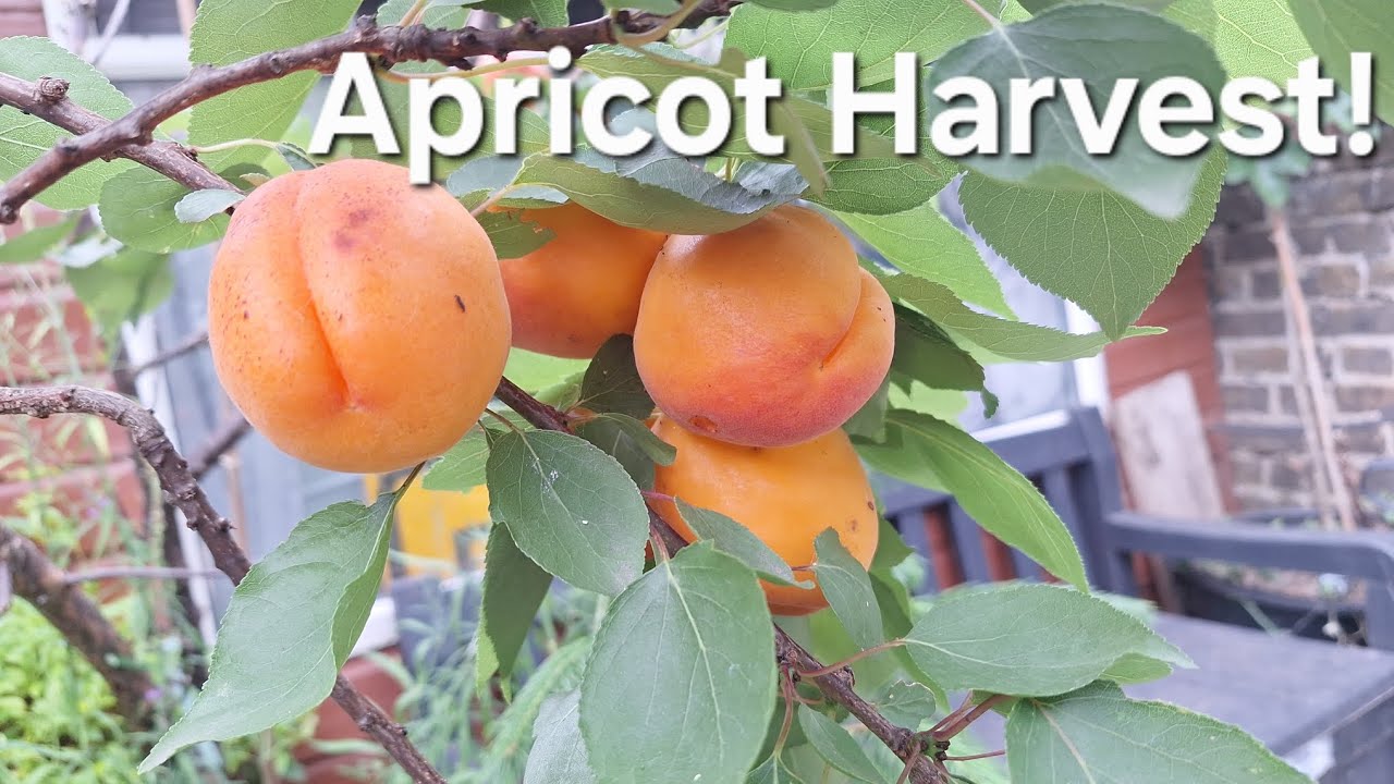 Outside Grown Apricots in Kent, UK | Harvest Video.