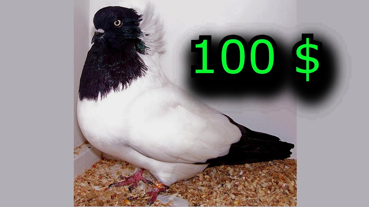 افضل انواع طيور حمام الكش مزاد على ارباش اسود نخب pigeon auction Nun pigeon