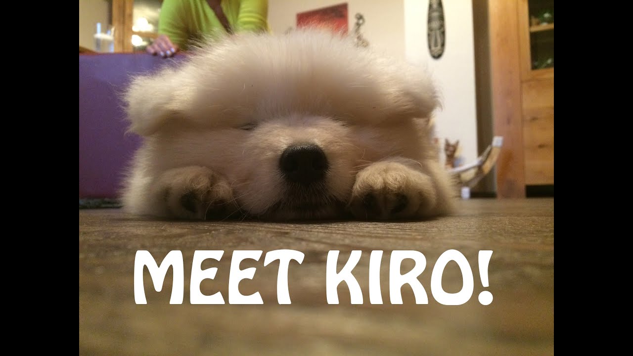 MEET KIRO the samoyed!
