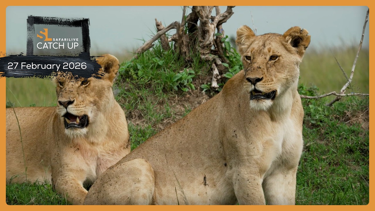 Leopards, lions, and cheetah - SafariLIVE Catch Up, 27 February 2026