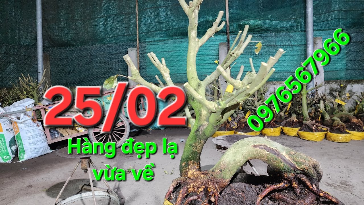 25/02 minh nhí 0976567966 gl mai vàng giá rẻ 