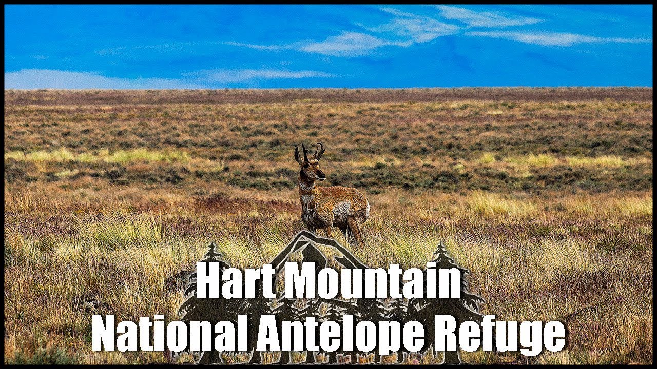 Hart Mountain National Antelope Refuge: A wildlife safari, Oregon