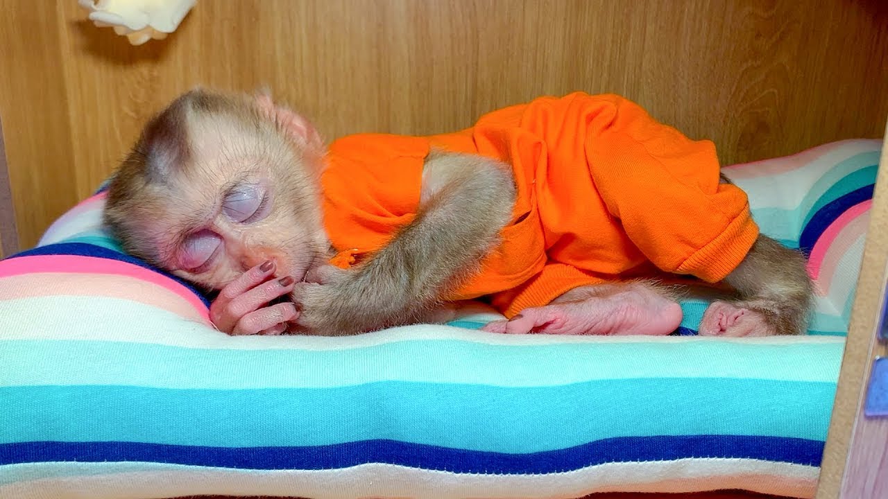 Monkey Puka fell asleep soundly in his new bed