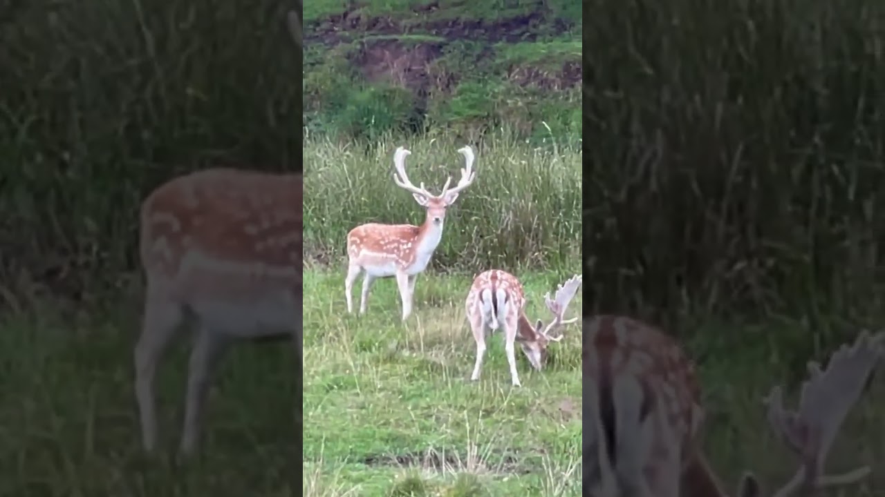 Rare Albino Deer Spotted! 🦌 Herd on the Move at Tatton Park, Knutsford