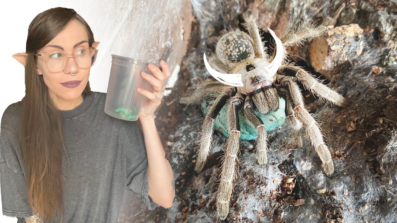 feeding HORNWORMS to HORNED TARANTULAS