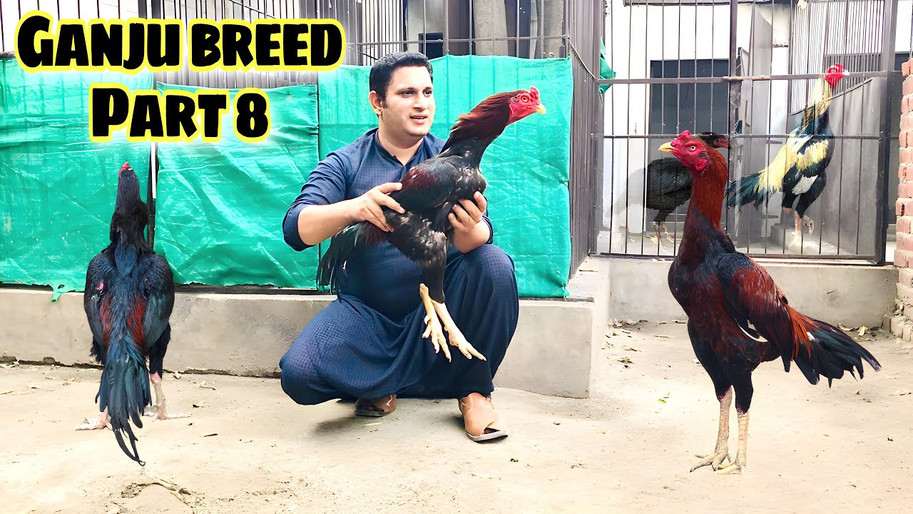 Ganju breed history part 8 | my aseel breeders