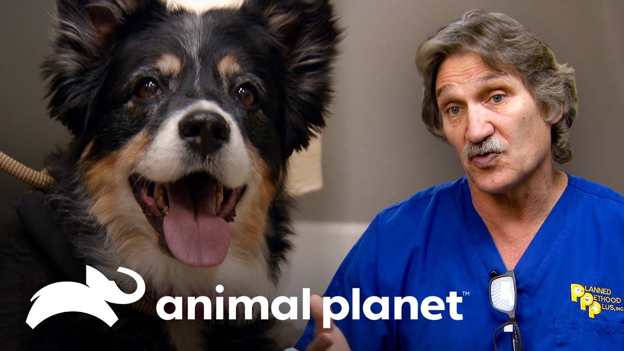 Extirpan tumor de 5 centímetros a cachorra en su tiroides | Dr. Jeff, Veterinario | Animal Planet