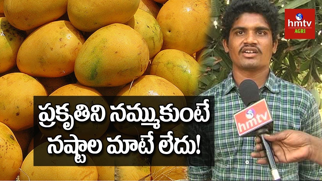 Ulavapadu Variety  Mango Cultivation | Natural Farming | hmtv Agri