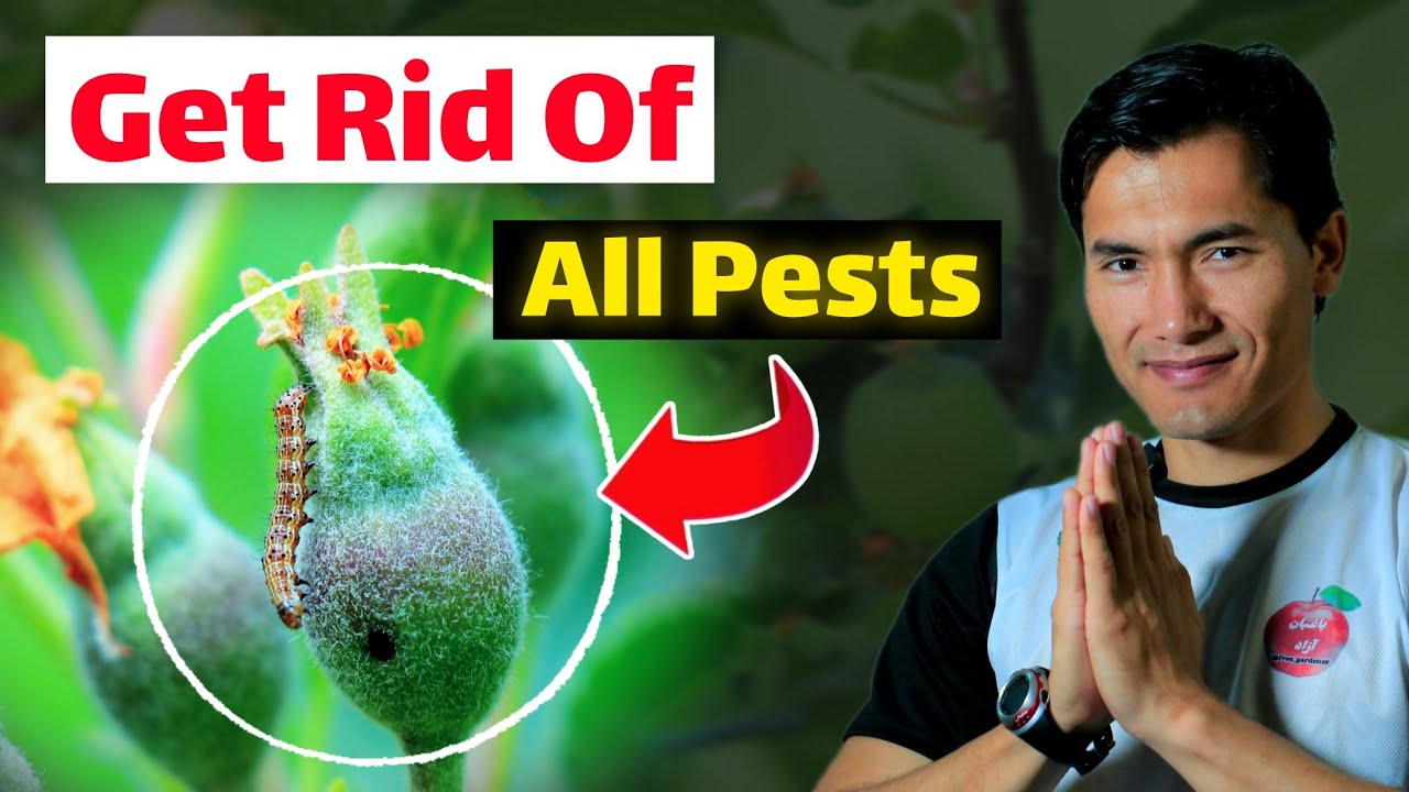 Save Your Apple Fruits / Best Tricks To Get Rid Of Codling Moth and all Pests!