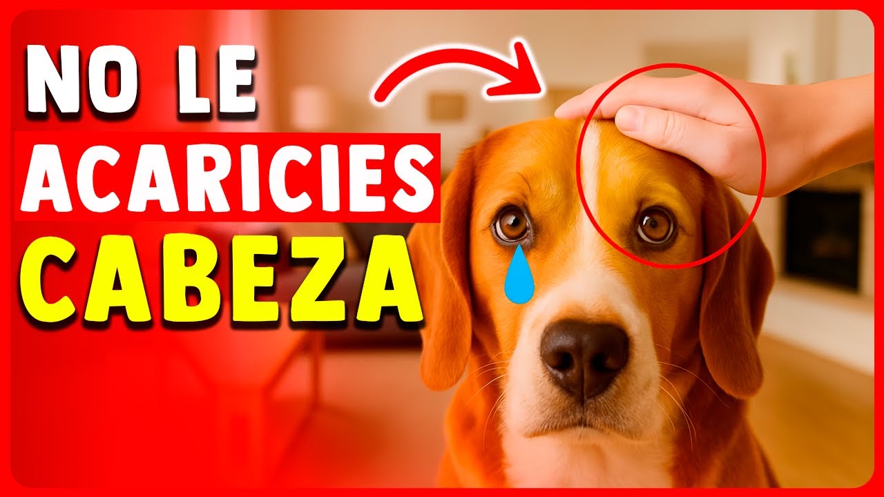 Piensa dos veces antes de ACARICIAR la CABEZA de tu perro (Esta VERDAD podría DAÑAR su...