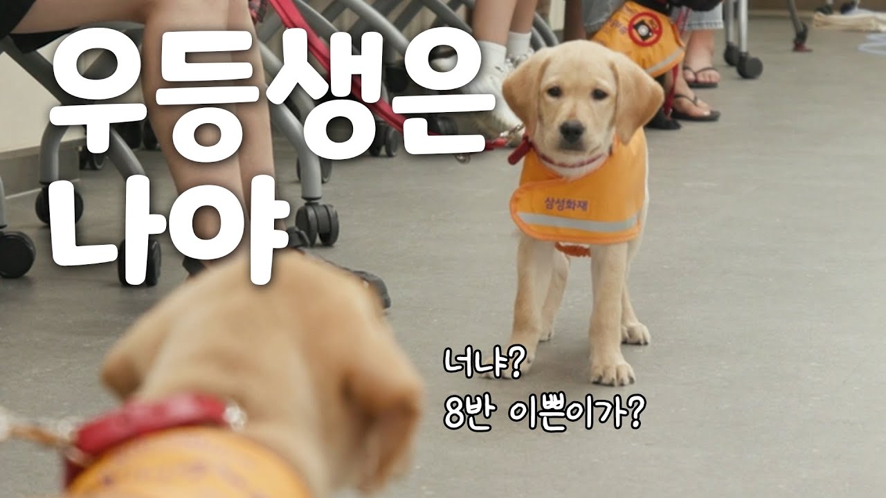 안내견이 받는 공중도덕 교육은?
