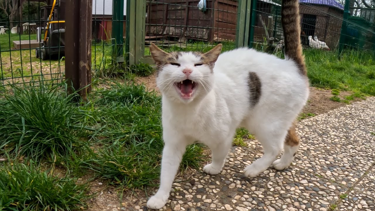 Geveze the talkative cat extremely chatty today