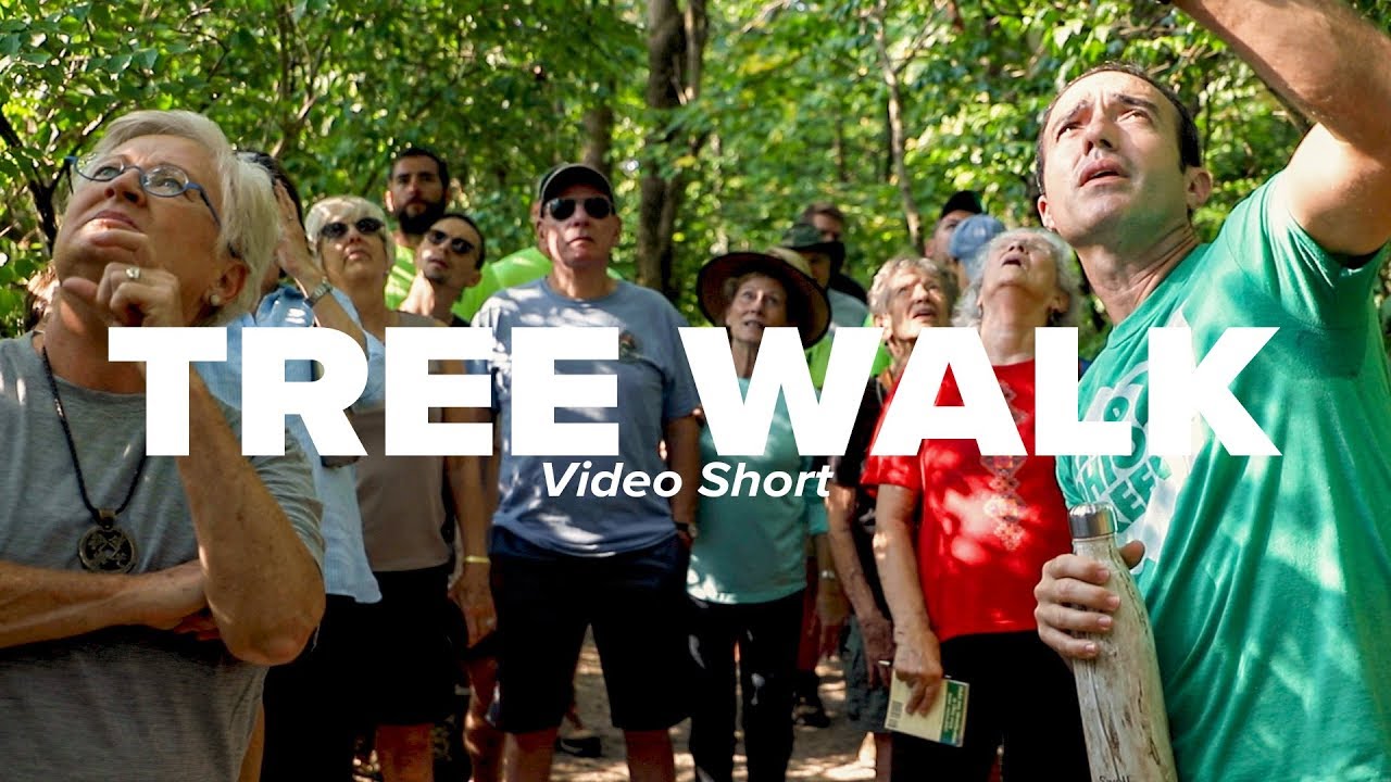 Tree Walk Short