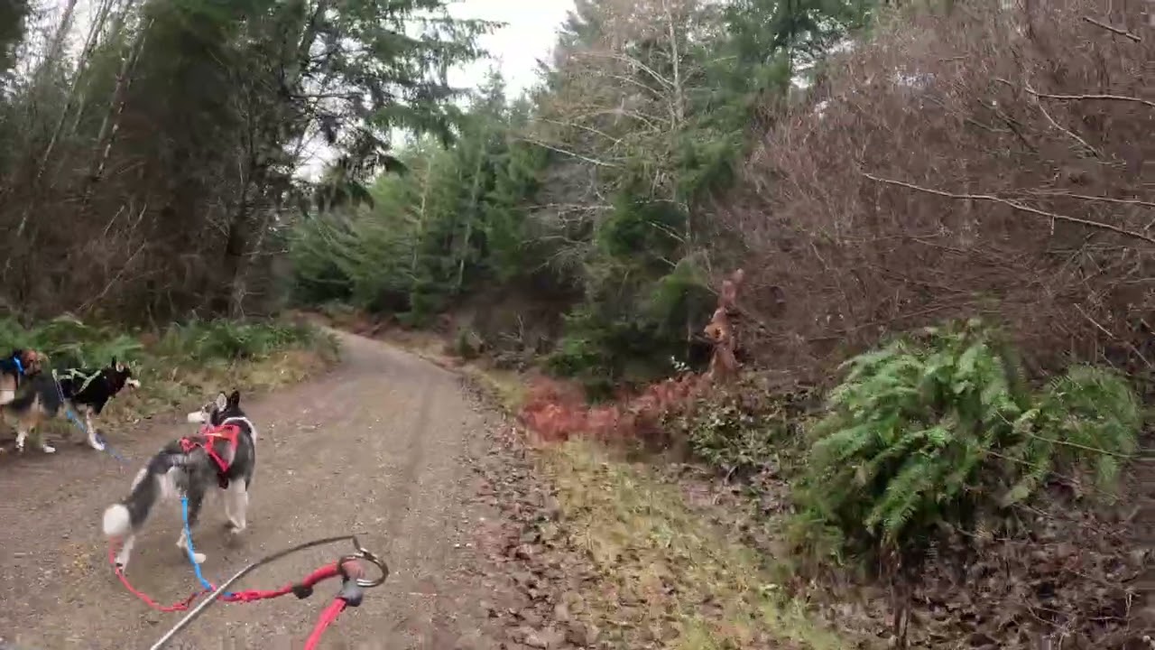Belfair Bikejor this past weekend