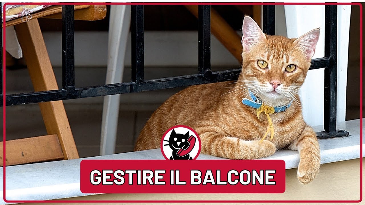 ⚠️ Proteggi il Tuo Micio dai pericoli dei Balconi 🏠🐾