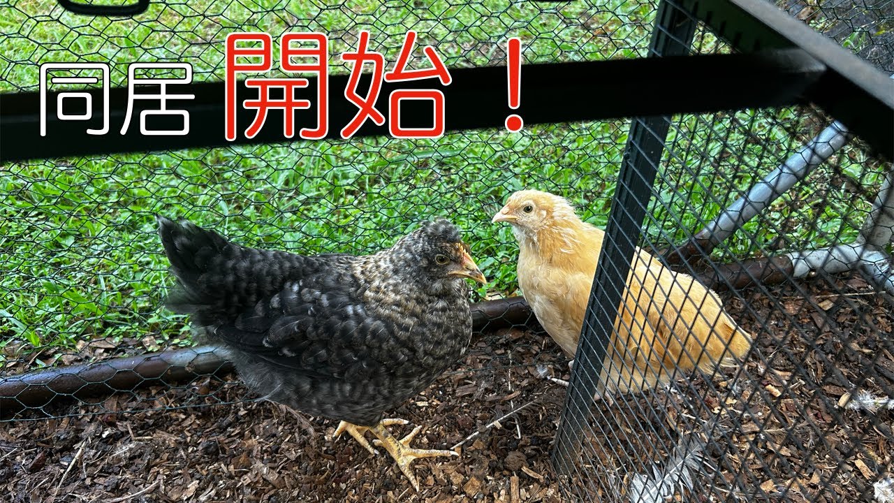[Chickens] Nene's got new roommates!