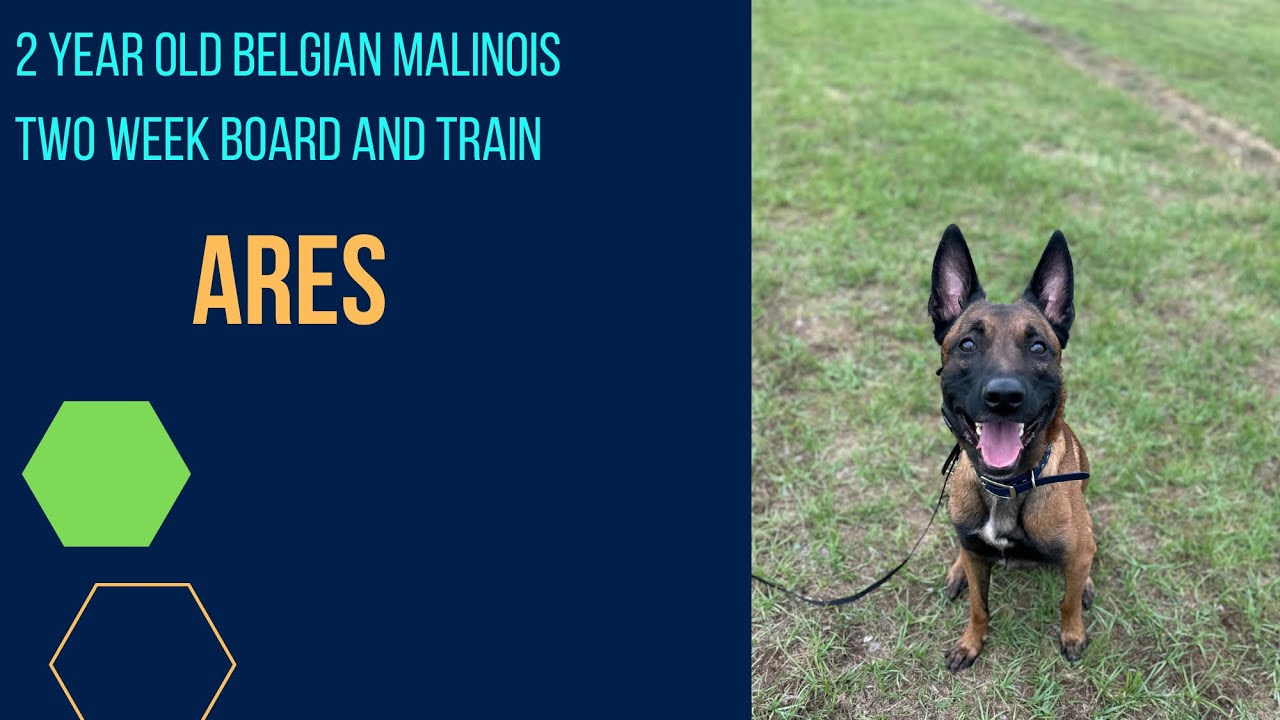 2 Year Old Belgian Malinois | Off Leash K9 Training | Columbia SC