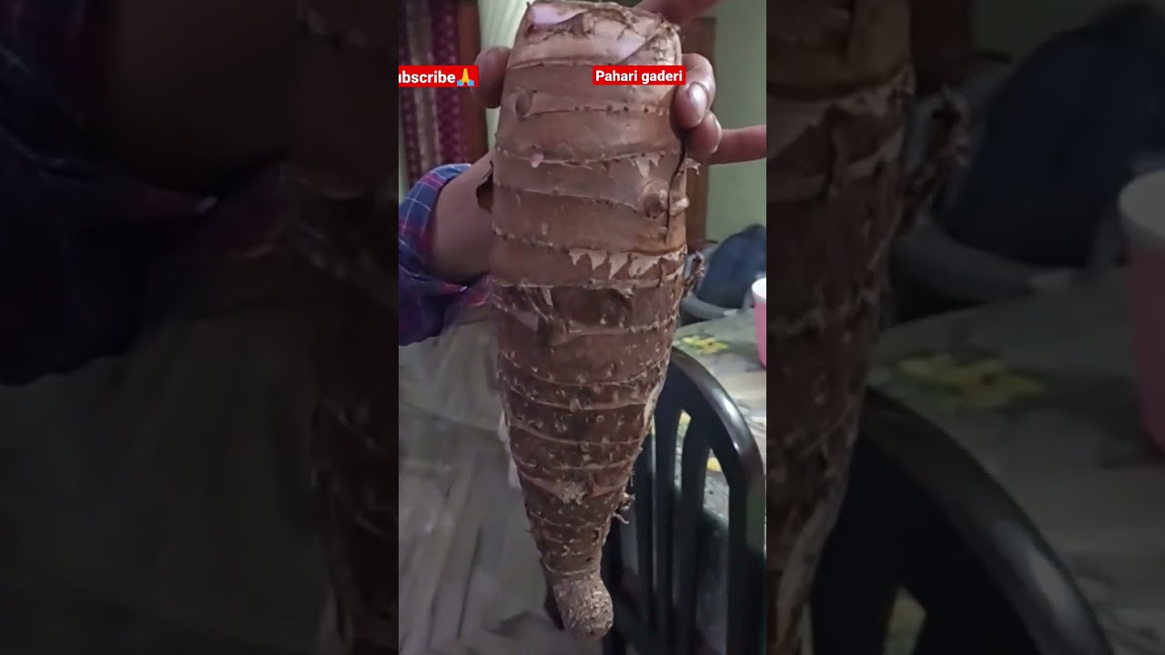 pahadi Gaderi#shorts #veg #short #trend #trending #viral #viralshorts #ytshorts #tiktok #new #yt #1k