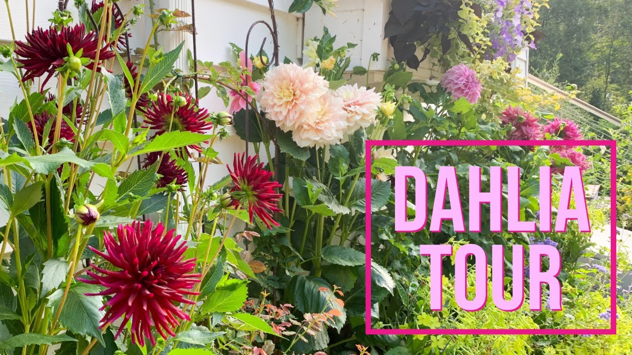 DAHLIA TOUR | Summer color | The Impatient Gardener