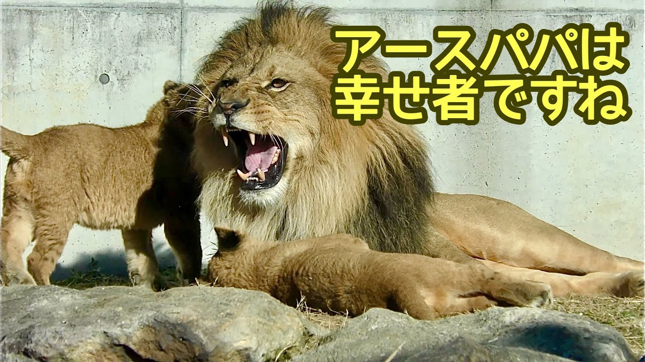 アースパパは幸せ者ですね【のんほいパーク】Lion Earth-kun Den-kun Al-kun Silk-chan Toyohashi Zoo 