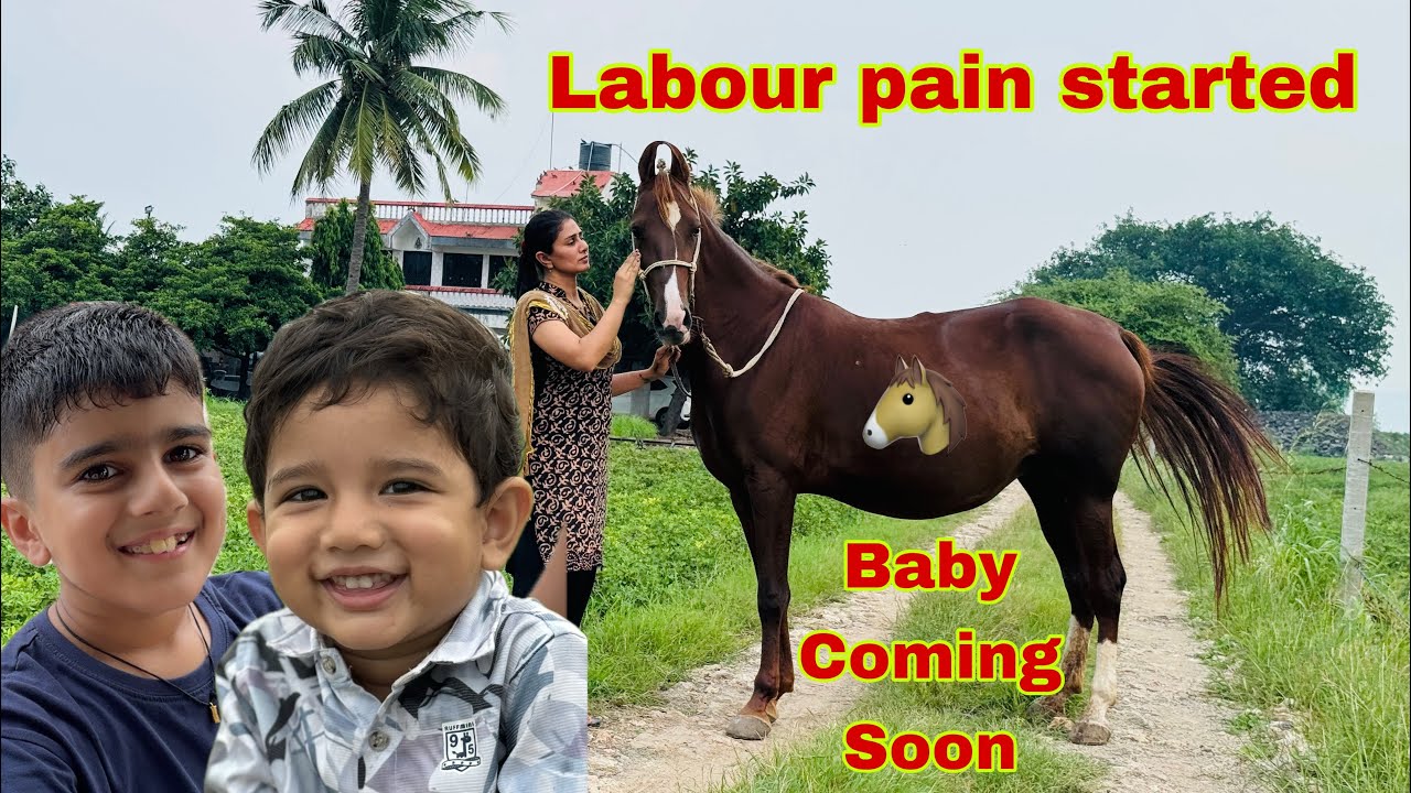 Breast milk start ho gya hai toral ka baby ke liye # breastmilk #horse